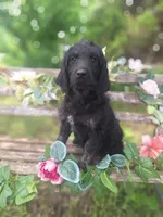 Gigi, a female English Goldendoodle for sale in Centerville, IA – 4 of 4
