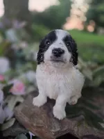 Bo, a male Bernedoodle for sale in Centerville, IA – 2 of 2