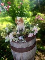 Classy., a female Miniature Goldendoodle for sale in Centerville, IA – 8 of 10