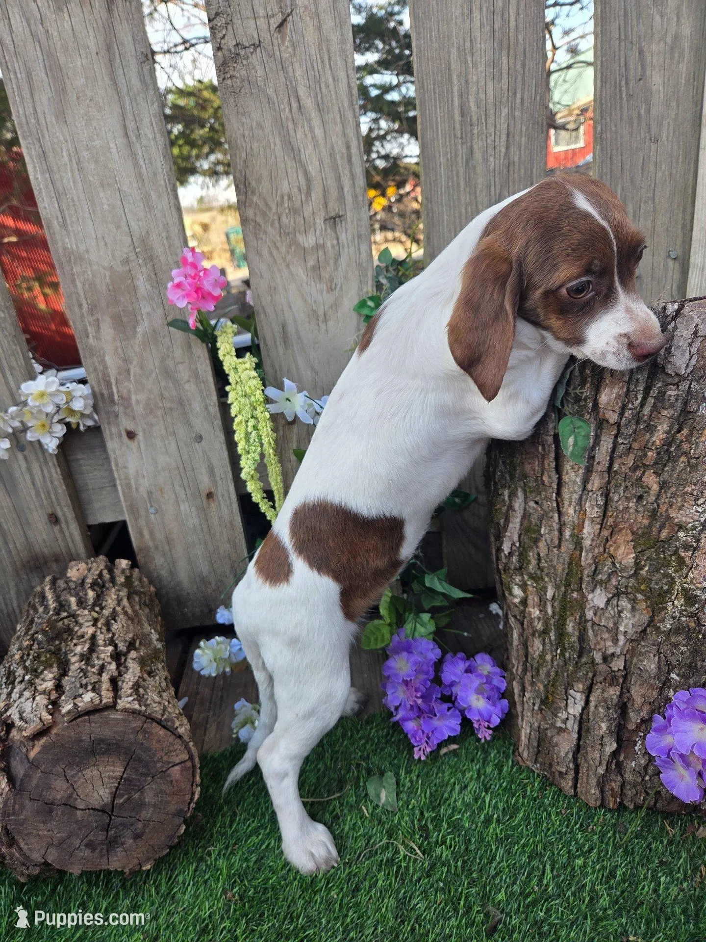 Clarabelle, a female Basset Hound and Beagle for sale in Centerville, IA – 5 of 5