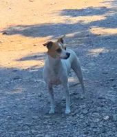 Foxy, a female Jack Russell Terrier and Rat Terrier for sale in Centerville, IA – 2 of 3