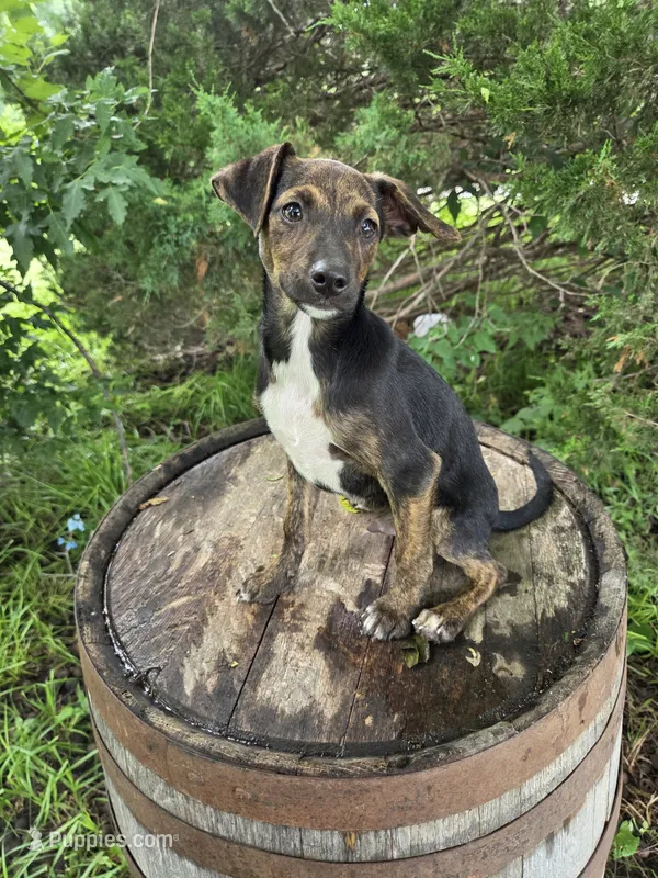 Terry. – Jack Russell Terrier, Rat Terrier puppy for sale in Centerville, IA