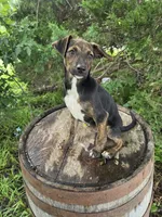 Terry., a male Jack Russell Terrier and Rat Terrier for sale in Centerville, IA – 1 of 5