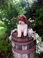 Tammy., a female Miniature Goldendoodle for sale in Centerville, IA – 3 of 8