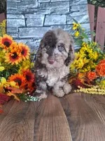 Charlotte., a female Goldendoodle for sale in Centerville, IA – 5 of 6