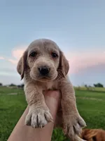 Mak, a male Basset Hound and Poodle - Standard  for sale in Centerville, IA – 2 of 4