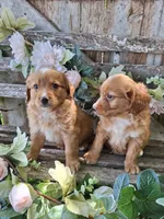 Honey, , a female Bernese Mountain Dog and Golden Retriever for sale in Centerville, IA – 3 of 9
