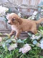 Dolly, , a female Bernese Mountain Dog and Golden Retriever for sale in Centerville, IA – 3 of 3