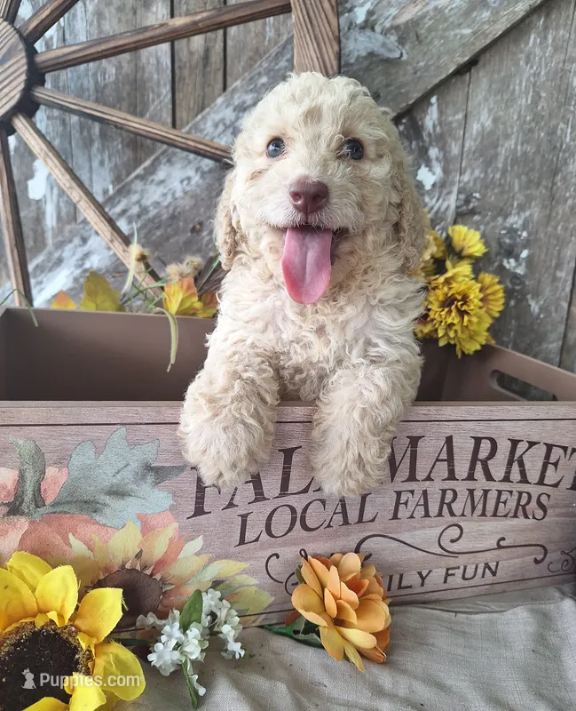 Luna. – Goldendoodle puppy for sale in Centerville, IA