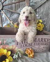 Luna., a female Goldendoodle for sale in Centerville, IA – 1 of 10