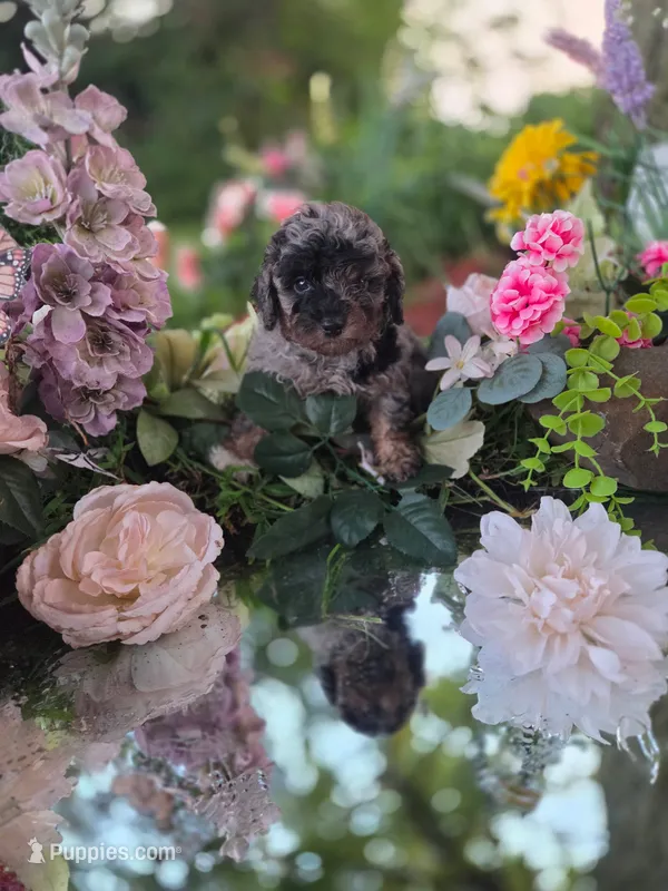 Lulu. – Cavapoo puppy for sale in Centerville, IA