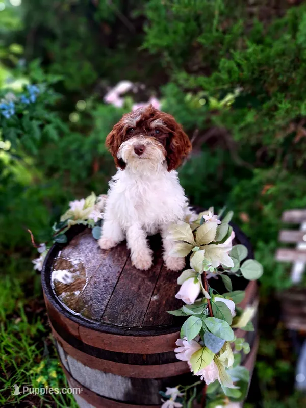 Sherri. – Miniature Goldendoodle puppy for sale in Centerville, IA
