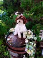 Sherri., a female Miniature Goldendoodle for sale in Centerville, IA – 1 of 8
