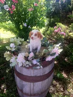 Classy., a female Miniature Goldendoodle for sale in Centerville, IA – 10 of 10