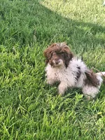 Todd, a male Doxiepoo and Miniature Dachshund for sale in Centerville, IA – 9 of 10