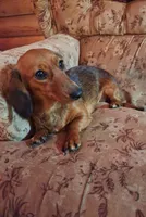 Todd, a male Doxiepoo and Miniature Dachshund for sale in Centerville, IA – Photo 5 of 6