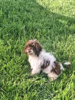 Todd, a male Doxiepoo and Miniature Dachshund for sale in Centerville, IA – 8 of 10