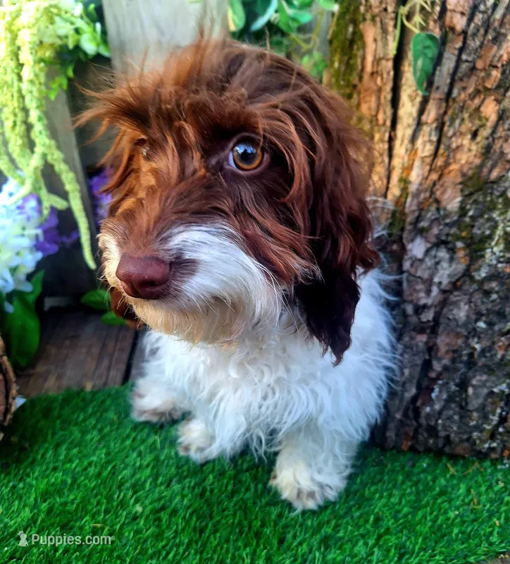 Todd – Doxiepoo, Miniature Dachshund puppy for sale in Centerville, IA