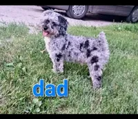 Todd, a male Doxiepoo and Miniature Dachshund for sale in Centerville, IA – Photo 6 of 6