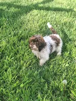 Todd, a male Doxiepoo and Miniature Dachshund for sale in Centerville, IA – 10 of 10