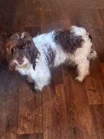 Todd, a male Doxiepoo and Miniature Dachshund for sale in Centerville, IA – 7 of 10