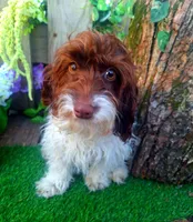 Todd, a male Doxiepoo and Miniature Dachshund for sale in Centerville, IA – Photo 2 of 6