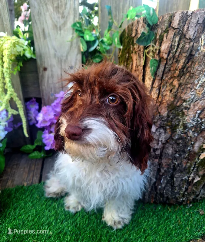 Todd – Doxiepoo, Miniature Dachshund puppy for sale in Centerville, IA