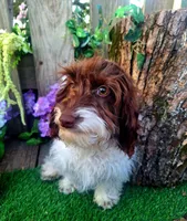 Todd, a male Doxiepoo and Miniature Dachshund for sale in Centerville, IA – Photo 3 of 6