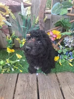  Rocky, , a male Goldendoodle for sale in Centerville, IA – 4 of 10