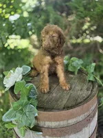 Michael, a male Goldendoodle for sale in Centerville, IA – 2 of 2