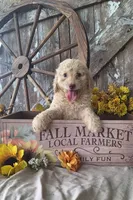 Luna., a female Goldendoodle for sale in Centerville, IA – 5 of 10