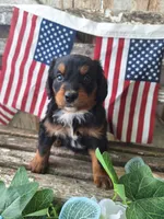 Maverick, a male Bernedoodle for sale in Centerville, IA – 4 of 10