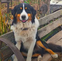 Honey, , a female Bernese Mountain Dog and Golden Retriever for sale in Centerville, IA – 8 of 9