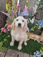 Lucy., a female English Goldendoodle for sale in Centerville, IA – 1 of 3