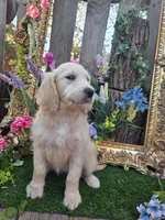 Lucy., a female English Goldendoodle for sale in Centerville, IA – 3 of 3