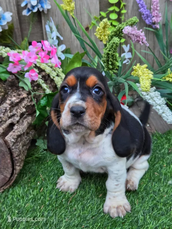 Blossom – Basset Hound puppy for sale in Centerville, IA