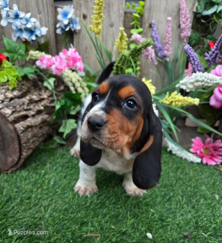 Blossom – Basset Hound puppy for sale in Centerville, IA