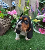 Blossom, a male Basset Hound for sale in Centerville, IA – Photo 1 of 2