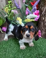 Blossom, a male Basset Hound for sale in Centerville, IA – Photo 2 of 2