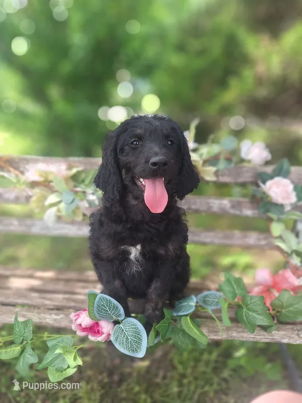 Gigi – English Goldendoodle puppy for sale in Centerville, IA