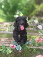 Gigi, a female English Goldendoodle for sale in Centerville, IA – 2 of 4