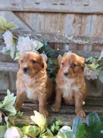 Honey, , a female Bernese Mountain Dog and Golden Retriever for sale in Centerville, IA – 7 of 9