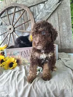 Bailey, a female Goldendoodle for sale in Centerville, IA – 4 of 4