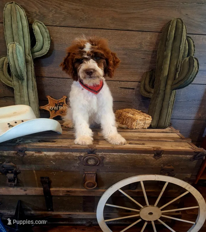 Bingo – Miniature Goldendoodle puppy for sale in Centerville, IA