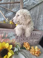 Luna., a female Goldendoodle for sale in Centerville, IA – 9 of 10