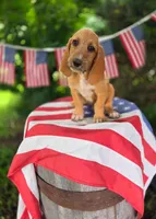 Mater, a male Basset Hound for sale in Centerville, IA – 4 of 4