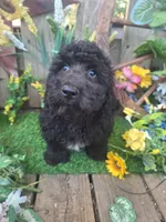  Rocky, , a male Goldendoodle for sale in Centerville, IA – 3 of 10
