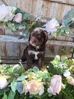 Bailey, a female Bernedoodle for sale in Centerville, IA – 2 of 6