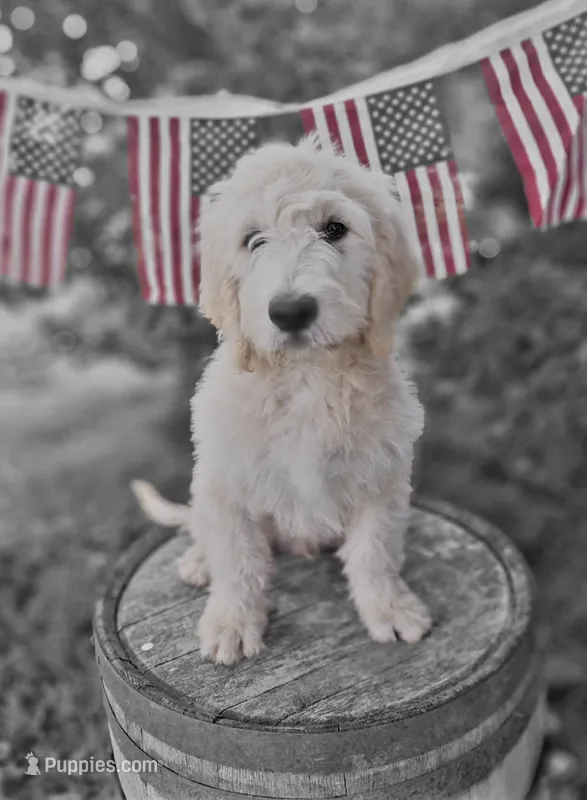 Teddy. – English Goldendoodle puppy for sale in Centerville, IA