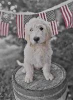 Teddy., a female English Goldendoodle for sale in Centerville, IA – 1 of 4